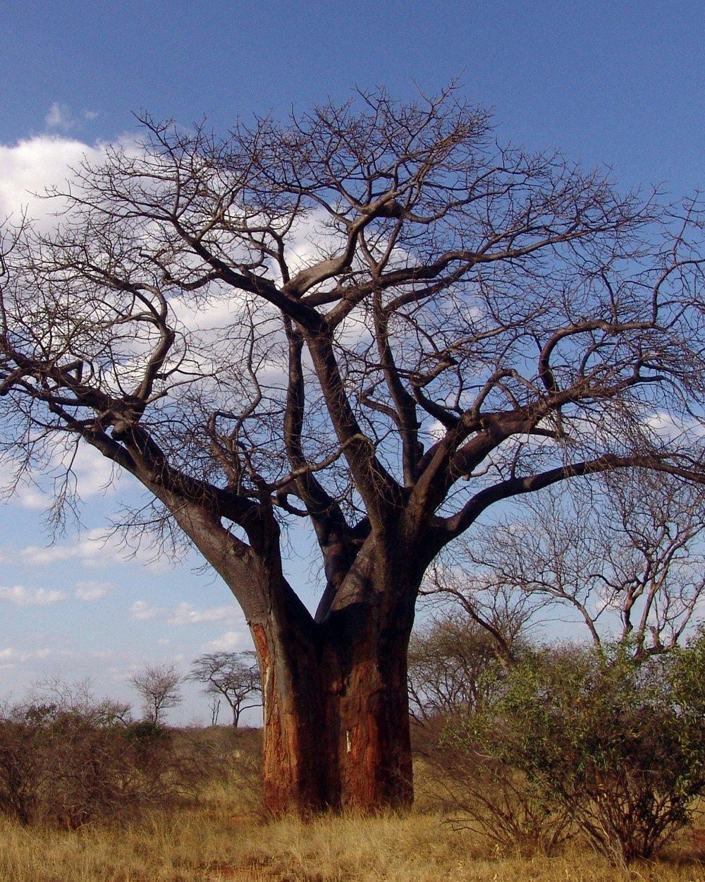 Baobab Magnitude Tree