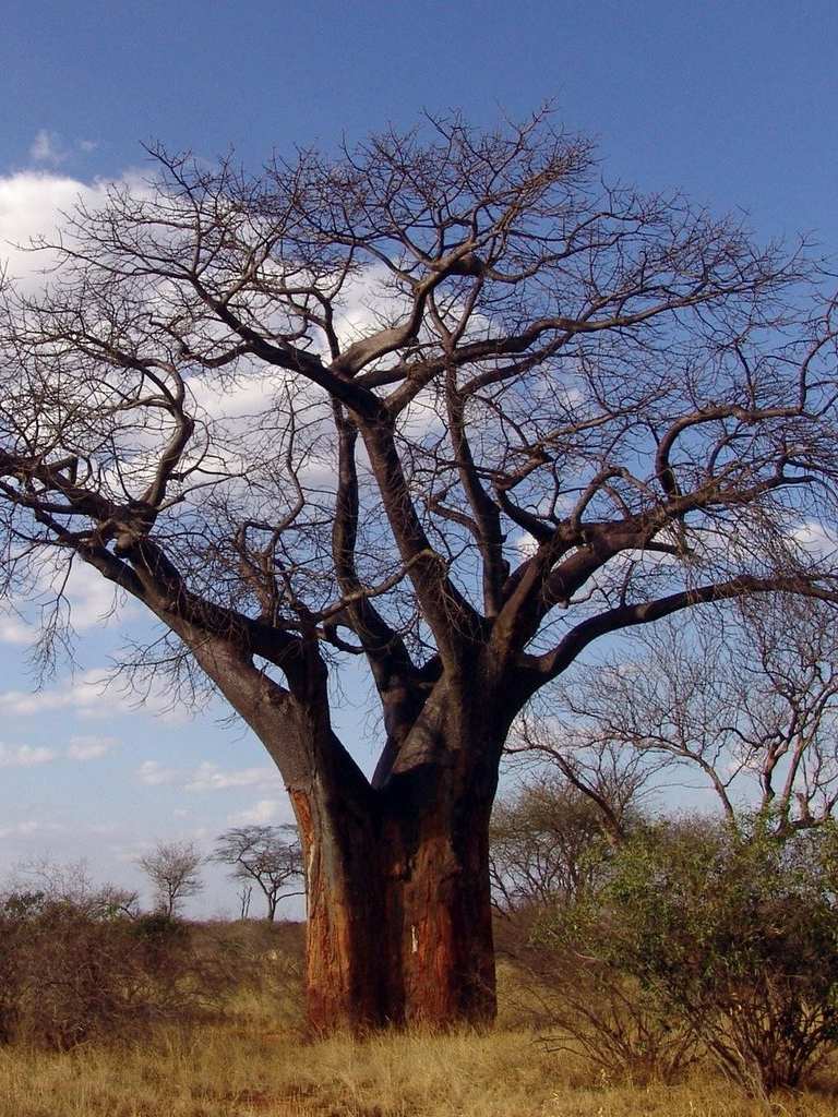 Baobab tree