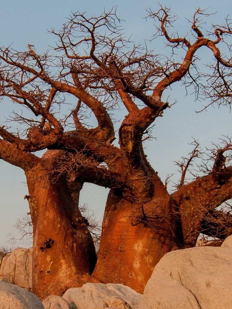 Baobab Magnitude Jacket Ring Tree