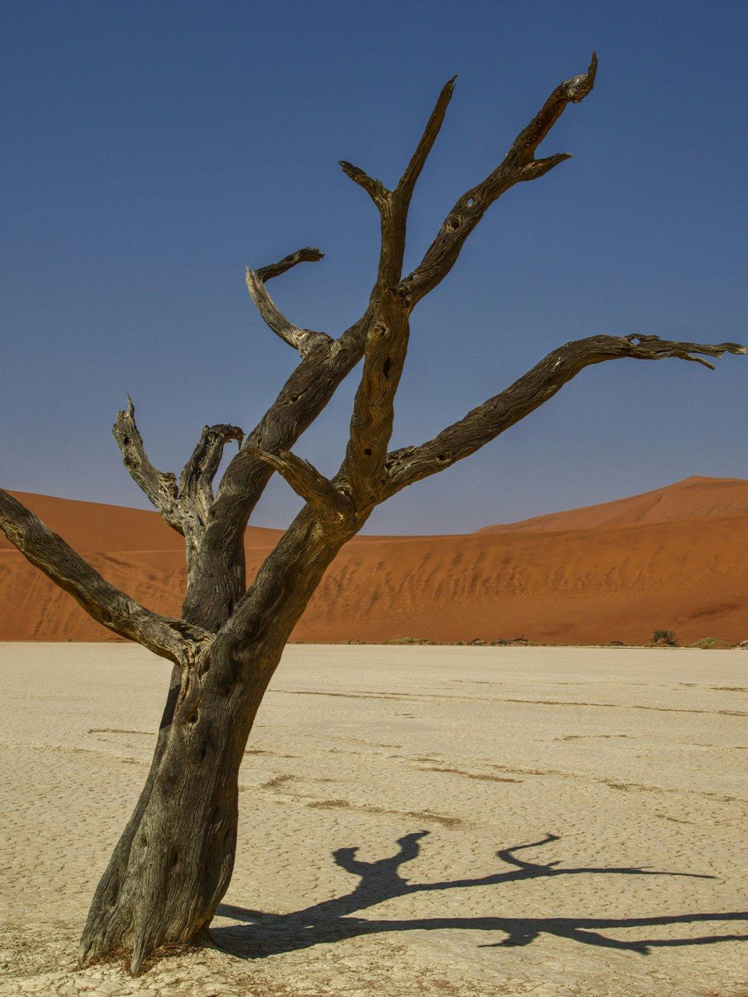 Créoles Camelthorn Resilience