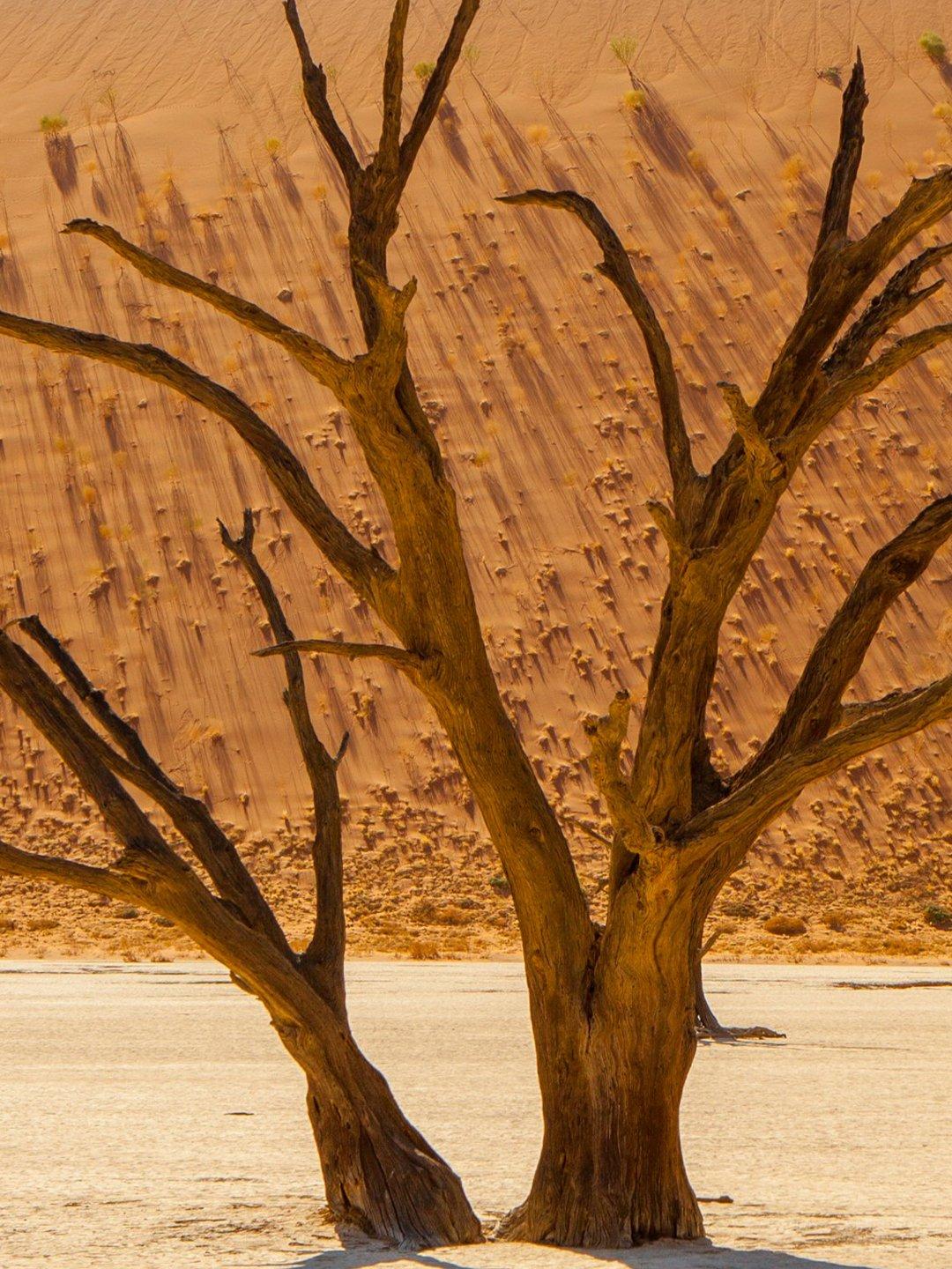 Camelthorn Resilience Tree