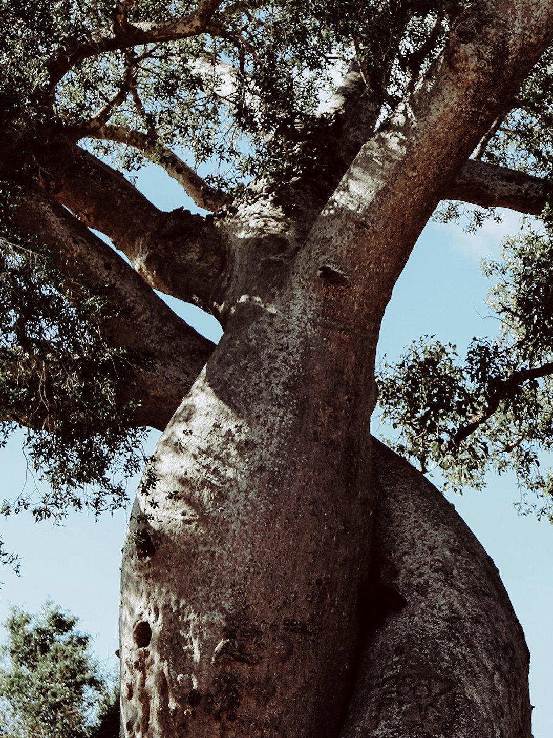 Baobab Magnitude Tree