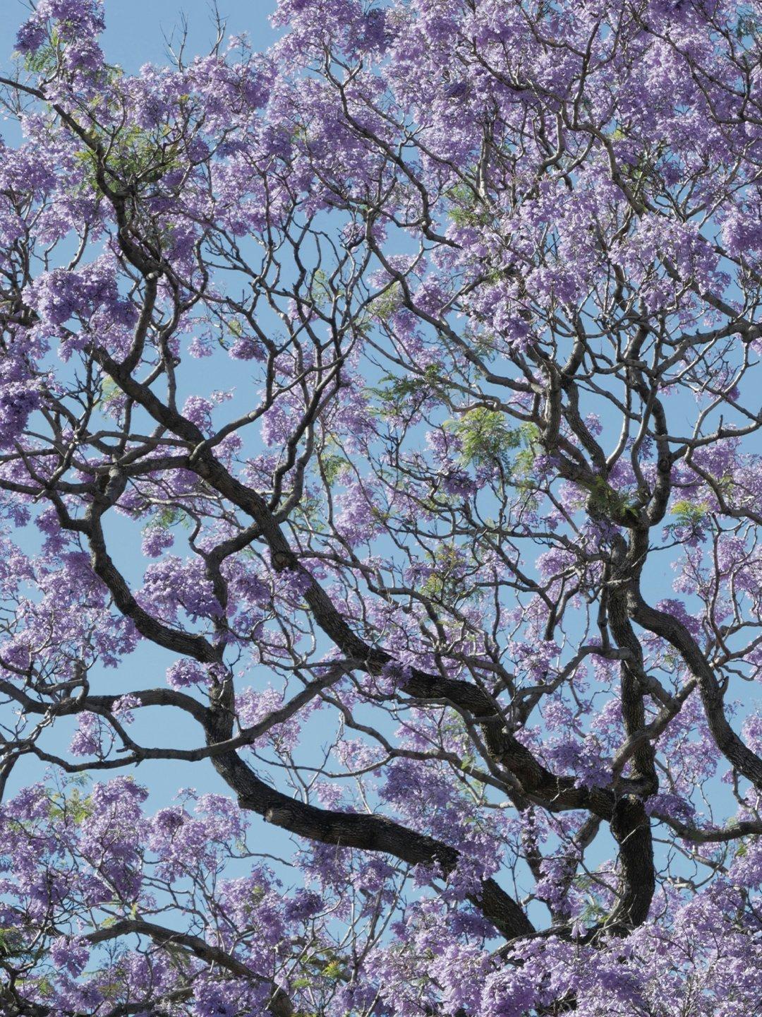 Jacaranda Bloom Tree