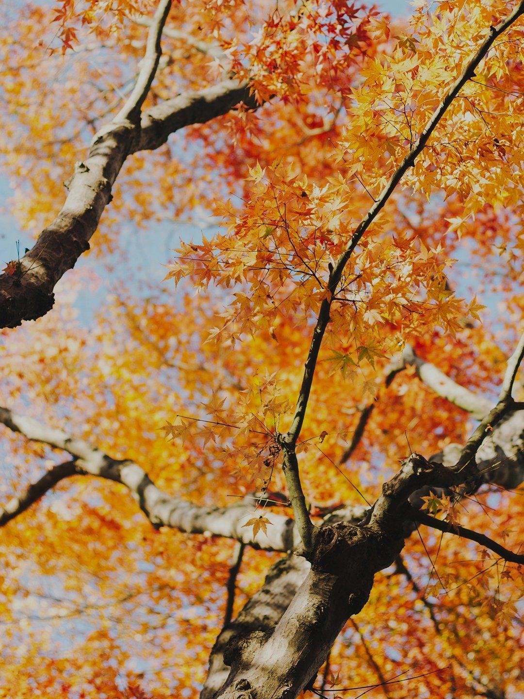 Maple Colours Tree