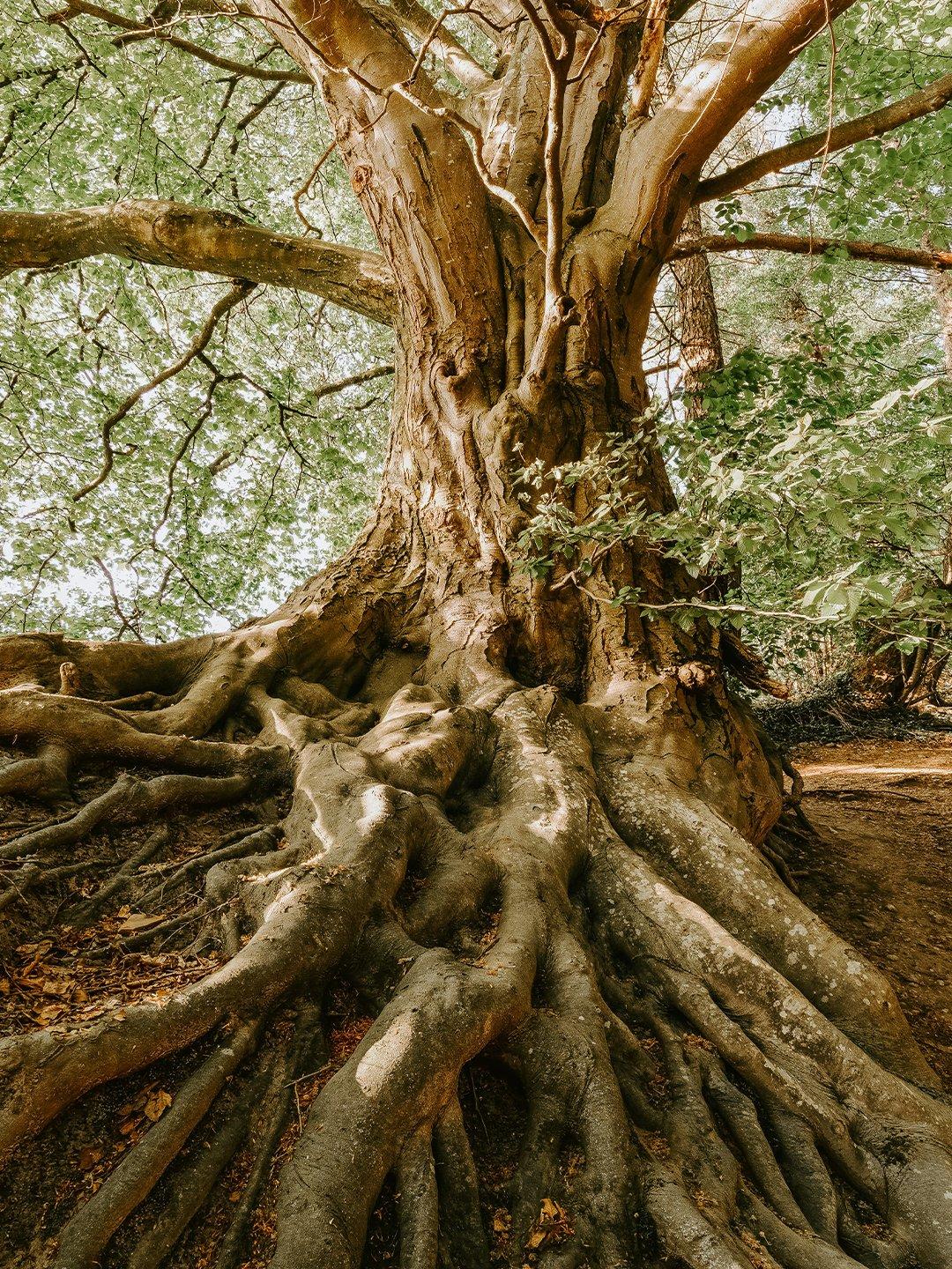 Embrace Set Tree roots