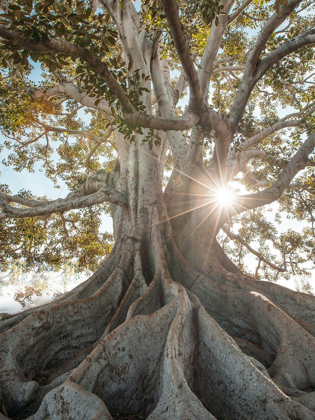 Interlace Tree Roots