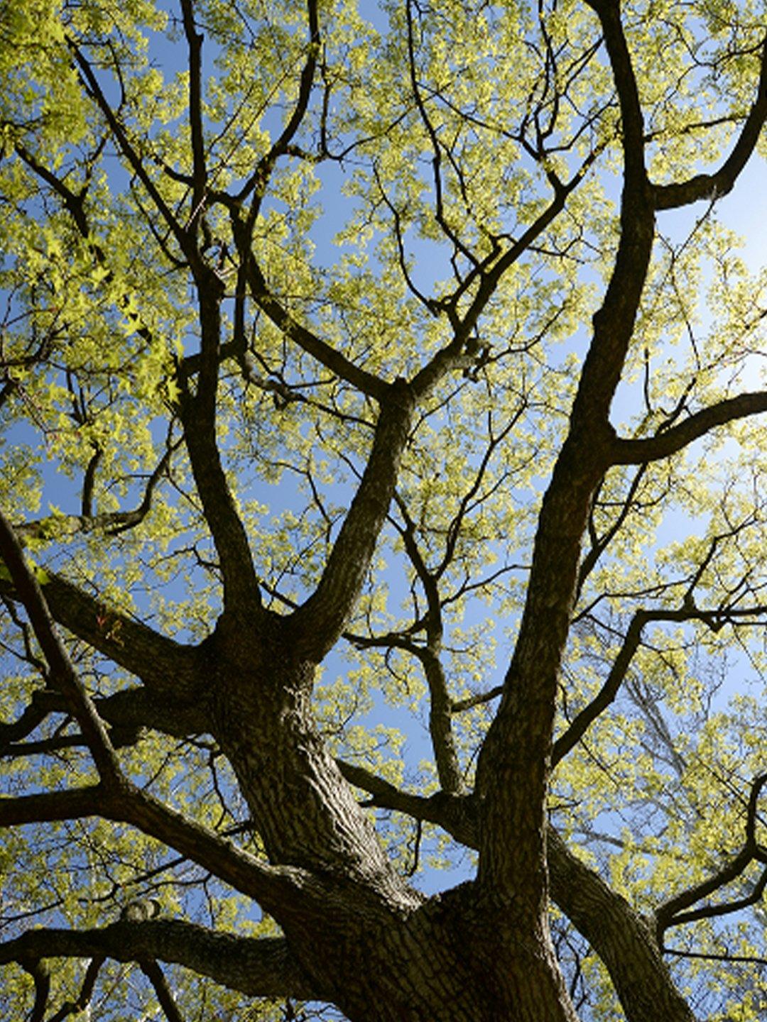 Foundation Tree Leaves