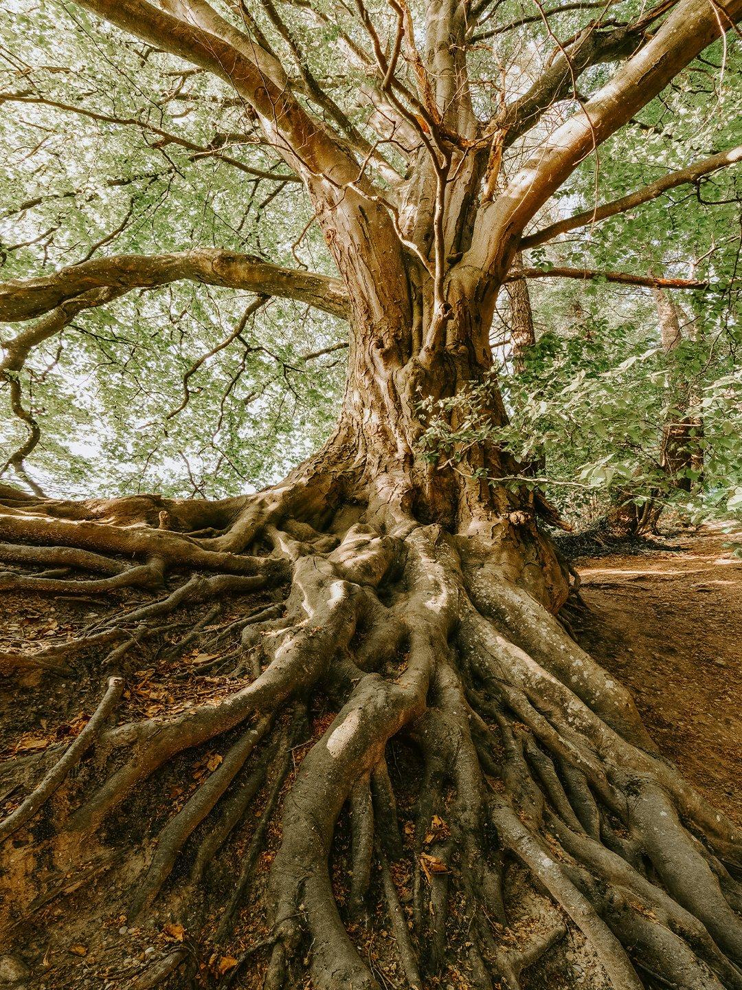 Embrace Set Necklace