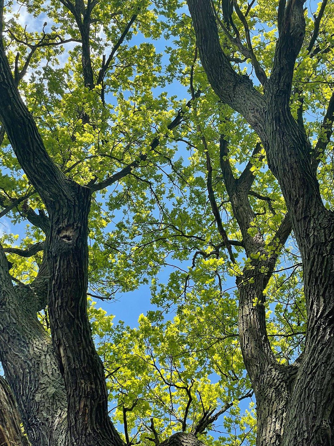 Foundation Set Necklace Green Solitaire