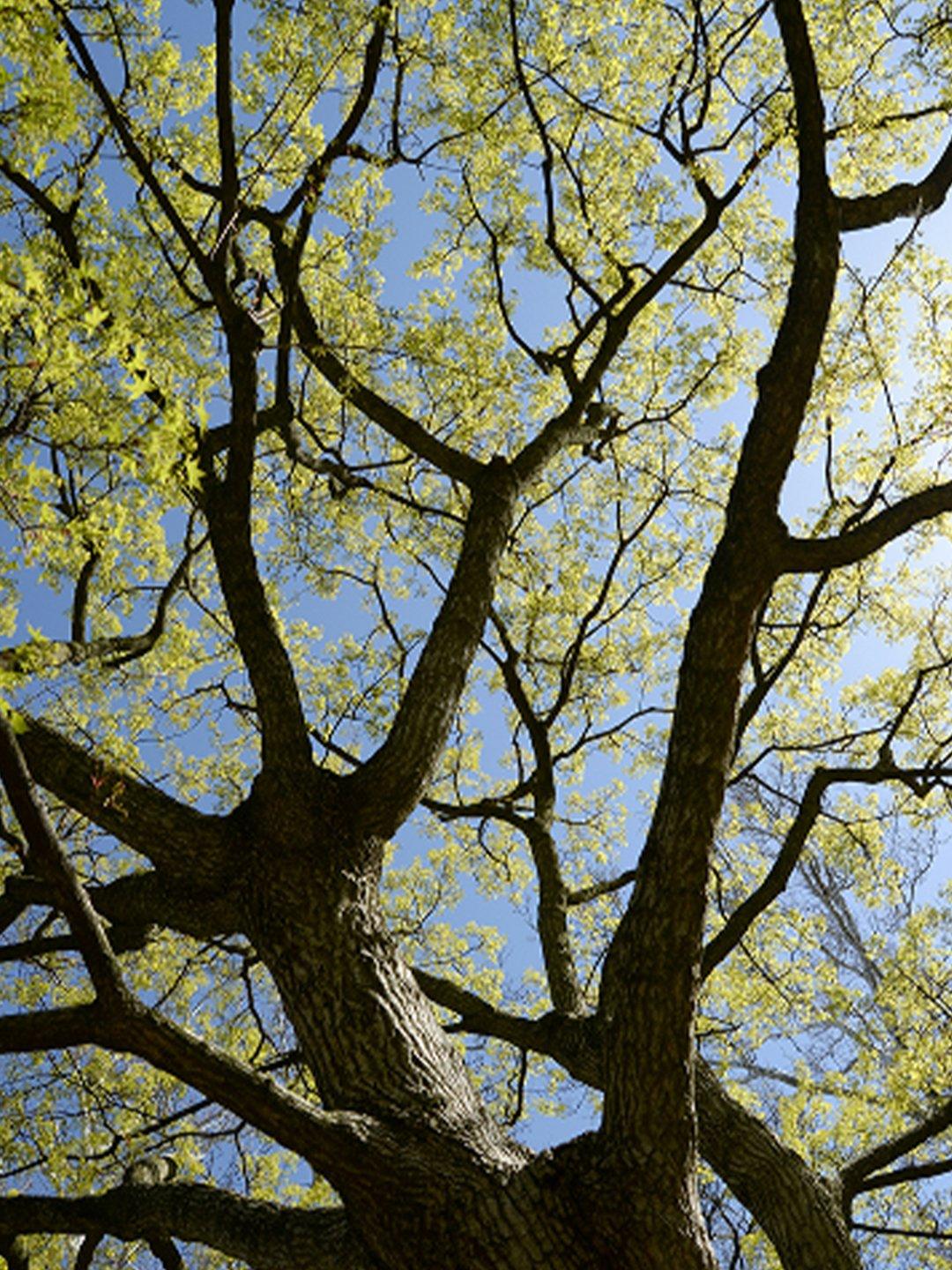 Foundation Set Ring Green Solitaire Tree