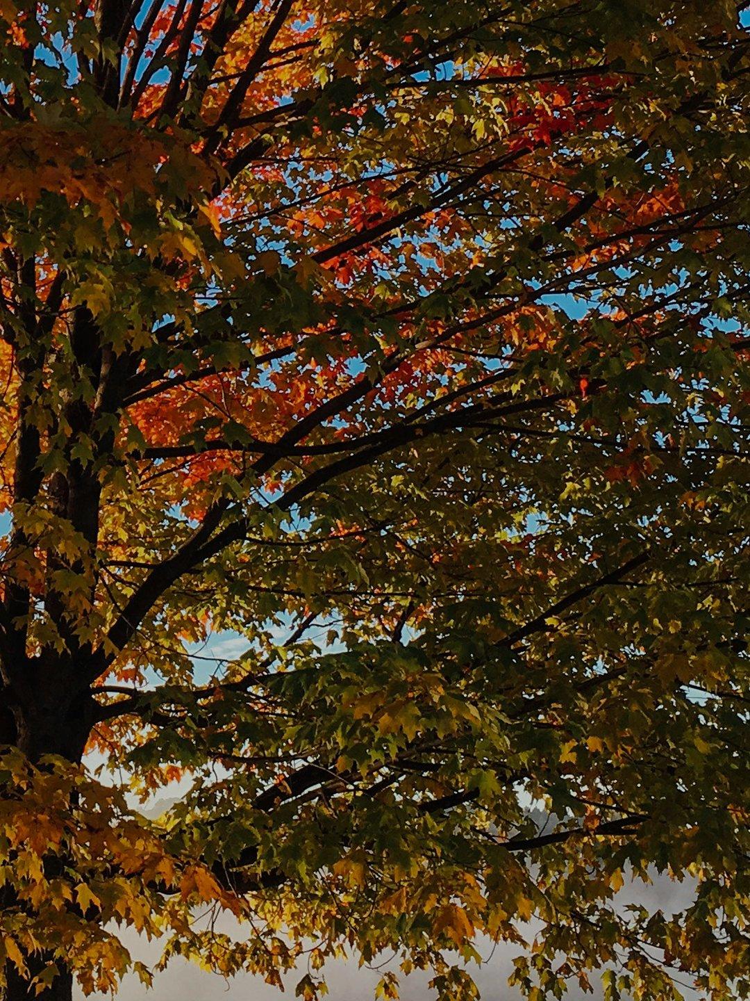 Foundation Set Jacket Ring Tree