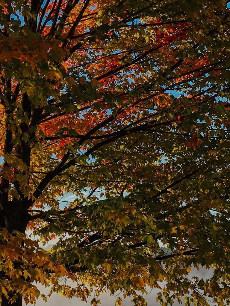 Foundation Set Jacket Ring Tree