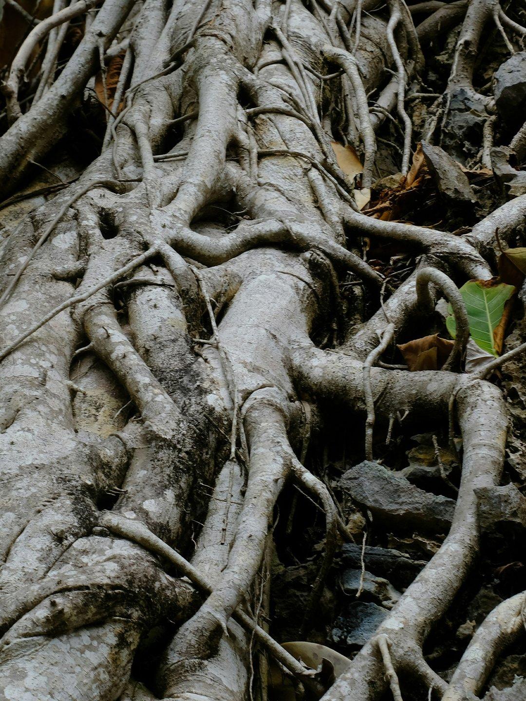 Interlace tree root