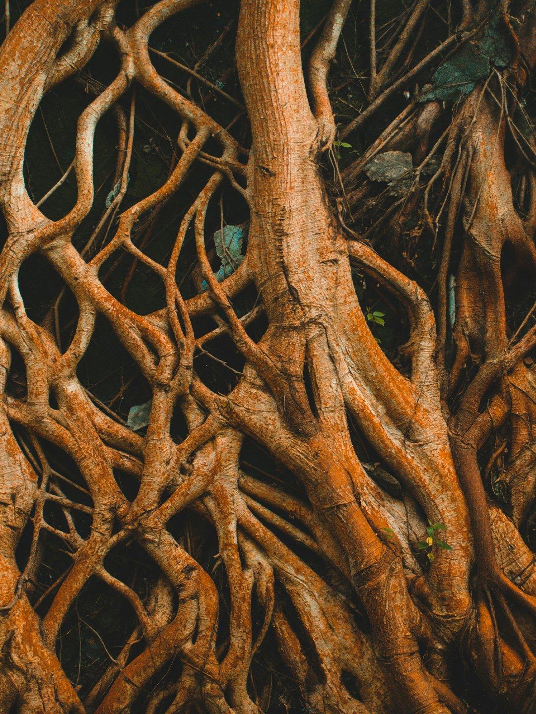 Interlace tree root