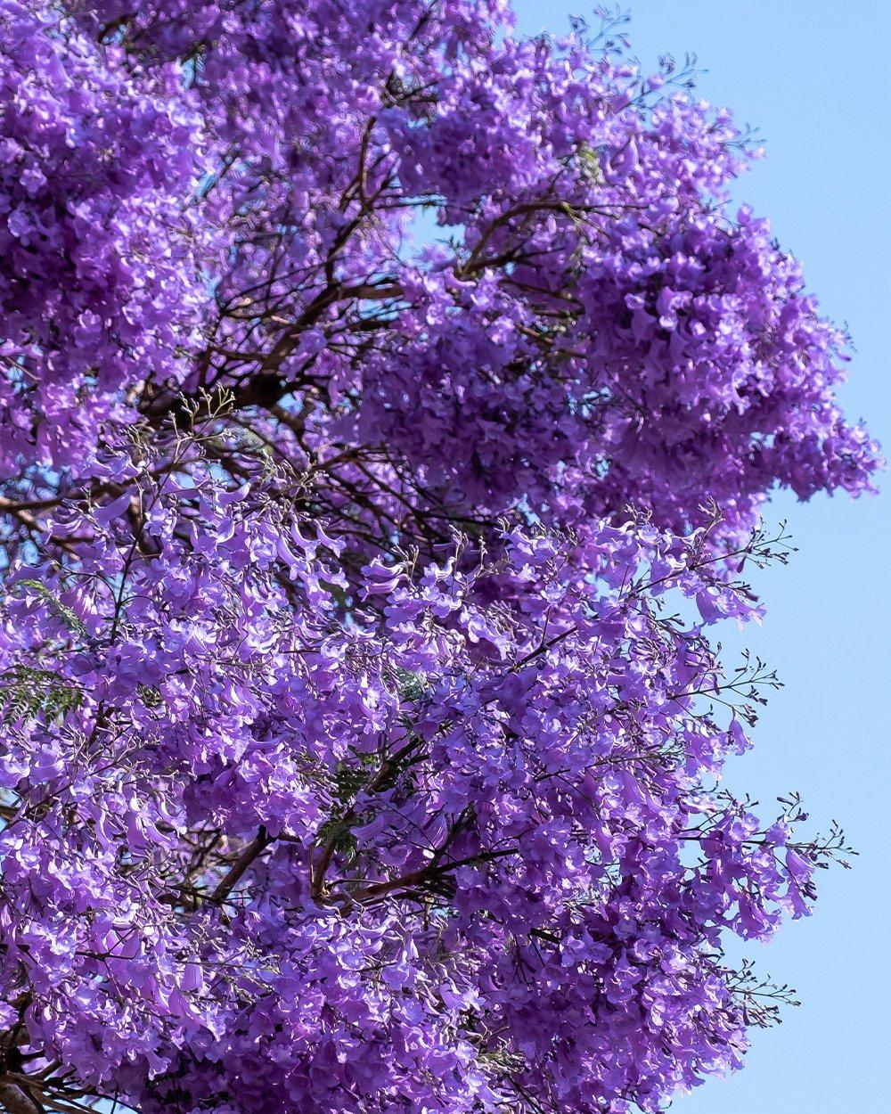 Jacaranda Bloom Crown Ring Tree